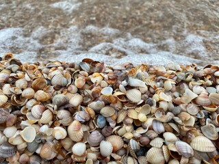 shells on the beach