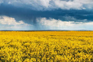 Dramatic storm clouds with rain over yellow rapeseed fields. Landscape photography