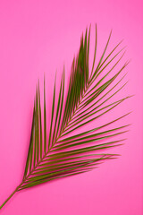 Green Tropical leaves palm tree on pink background