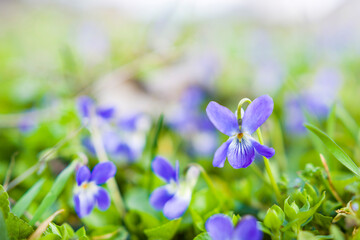 Abstract background, forest violet closeup.