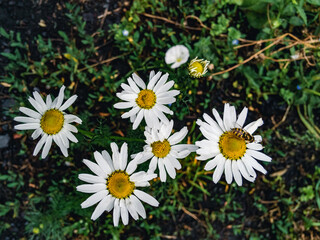 Beautiful white daisies grow in the garden on a sunny day against a background of green foliage.