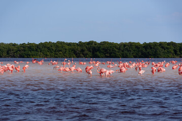 Wild Flamingos/Flamingo flock standing in the river at Celestun, „Rio Lagartos Biosphere Reserve“, Yucatan, Mexico (popular travel destination, maybe after the Corona crisis)

