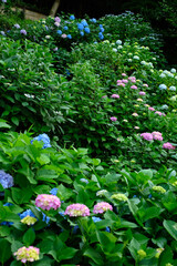 Fototapeta premium 日本の東京都王子の飛鳥山で咲く 紫陽花のカラフルな花