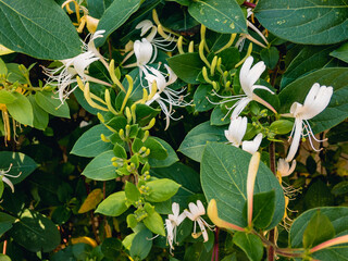 Beautiful fragrant flowers of German honeysuckle (lat.Lonicera periclymenum) grow on a winding bush...