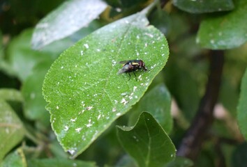 Blow fly (Calliphoridae) eats aphids on a leaf of a tree.