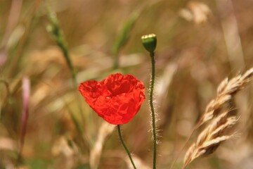 Obraz premium Single red poppy in corn field in summer