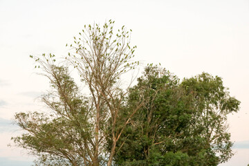 Papagaios em árvore do Pantanal. Brasil