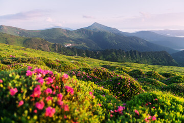 Fototapeta na wymiar Rhododendron flowers covered mountains meadow in summer time. Purple sunrise light glowing on a foreground. Landscape photography