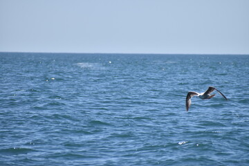 seagull taking flight from the ocean