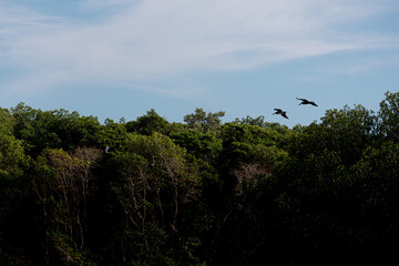 Silhouette of Pelicans flying over the Mexican jungle at Celestun, „Rio Lagartos Biosphere Reserve“, Yucatan, Mexico