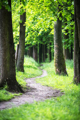 Path in the spring park. Tree trunks in green grass in an oak alley