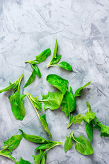 Young green spinach leaves on a gray background.