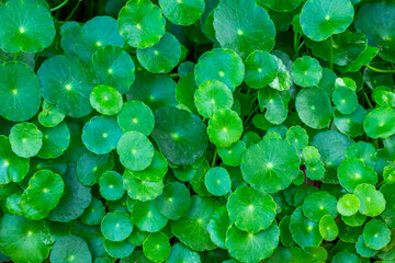lotus flower with honey bee. Closeup focus of a beautiful pink lotus flower with bee collecting honey,Soft focus,
