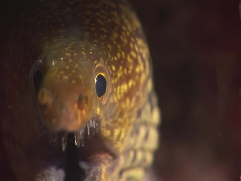 moray eel underwater close up with glass like teeth yellow color close up fish underwater predator