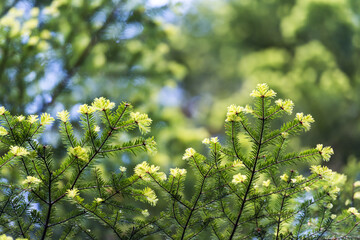 Closeup nature view of green spruce needles on spring twigs on blurred background in forest. Copyspace make using as natural green plants and ecology backdrop