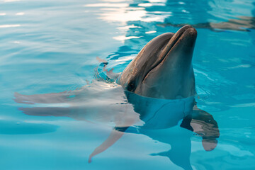 Portrait of a dolphin. Dolphin in the pool posing for a photographer