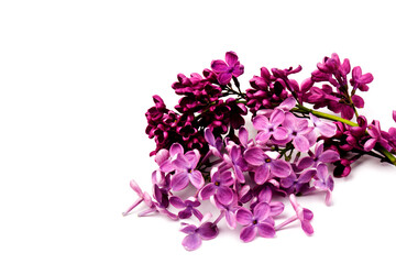 Beautiful blossoming lilac on white background. Space for text