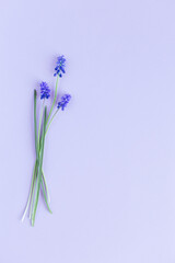 Beautiful Muscari flowers on a pastel violet background.