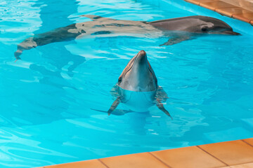 A couple of dolphins in the pool. Pure clear blue water