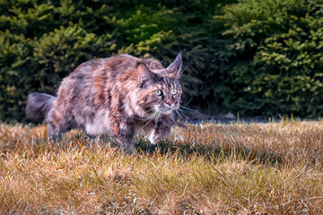 Naklejka na ściany i meble Maine Coon cat creeps hunts. Playing stealthy cat prowling on the grass in the sunny autumn park. Front view, green coniferous background