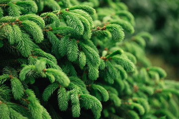 Fluffy fresh branches of a spruce or fir-tree.