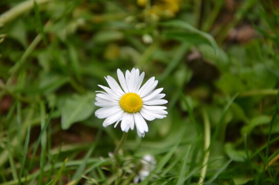 kwiat, daisies, charakter, stoktrotka, biała, gras, roślin, zieleń, z&oacute;łty, jardin, lato, kwiat, kwiat, kwiat, makro, flora, pola, daisies, rumianek, beuty, hayfield, kwiatowy, piękne, rumianek