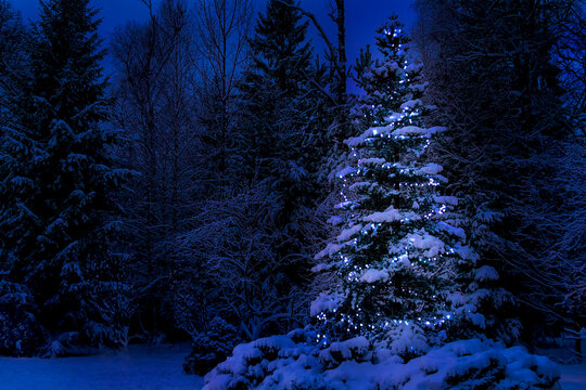 Illuminated christmas tree in the snow at winter night, copy space