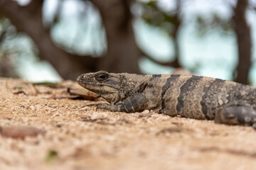 Iguana sits on a stone floor and relaxes under the Mexican sun near the beach (turquoise water in the background - popular travel destination, maybe after the Corona crisis) - Tulum, Mexico

