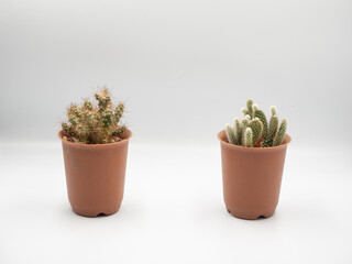 The orange growing cactus pot place distantly in the white background