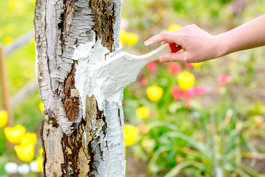 whitewashing of a young apple tree in early spring on a sunny day. protect it from insects and fungal diseases. farmer gardener's hand covers the whitewashed trunk of a young apple tree.