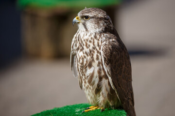 Portrait of brown head buteos, hawk genus, close up of wild bird, sitting calm