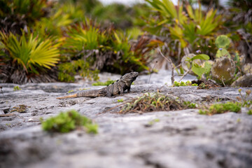 Iguana sits on a stone floor and relaxes under the Mexican sun near the beach (popular travel destination, maybe after the Corona crisis) - Tulum, Mexico