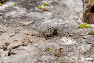 Iguana sits on a stone floor and relaxes under the Mexican sun near the beach (popular travel destination, maybe after the Corona crisis) - Tulum, Mexico