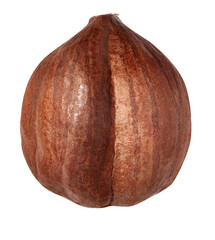 One hazelnut isolated on white background