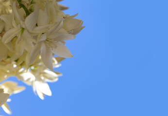 Close up of fresh white flowers palm tree against blue sky in landscape orientation with room for text