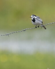 White wagtail