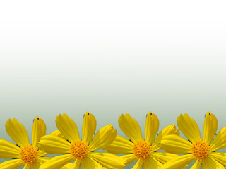 yellow cosmos flowers background