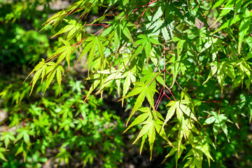 Young maple foliage natural background, Deciduous deciduous tree branch, beautiful carved maple leaves