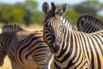 Fototapeta na wymiar Wild african animals. African Mountain Zebra standing in grassland. Etosha National Park.