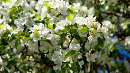 white lilac flowers
