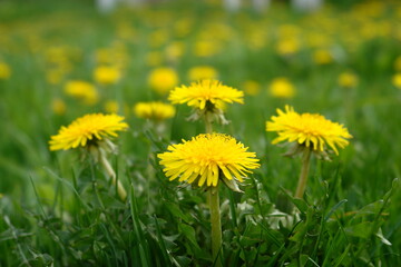 yellow dandelions on green grass