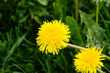 Naklejka premium yellow dandelion flower