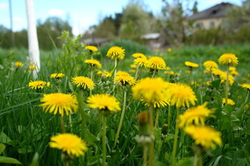 dandelions on a meadow
