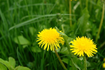 dandelion in the grass
