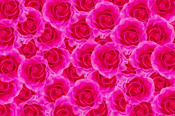 pink rose blossom as background