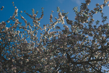 apple-tree flower Bright white illuminated by a bright ray of the spring sun and blue sky on a back background
