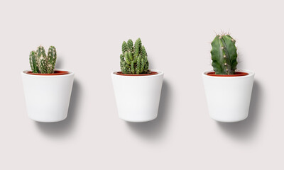 Cactus plants on a white background