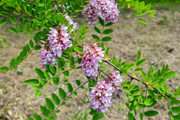 Beautiful vibrant purple colors of acacia blossom in the spring botanical garden. Sunny spring day