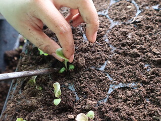 Gardeners' hands carefully grasp salad saplings in a black nursery tray so the saplings are strong and growing ready for planting in the soil.