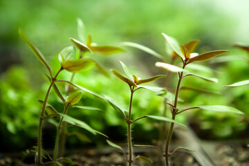 Seed Starting Indoors Growing Under Fluorescent Lights Flowers Vegetables Herbs